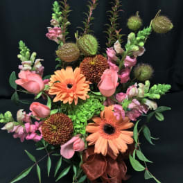 Asclepias Pod Cheerful Mix