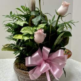 Potted arrangement with pale pink roses and a large pink ribbon