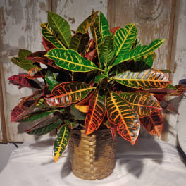 Crotan - Large in Basket