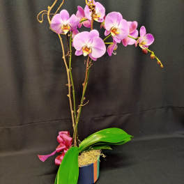 Pink orchid stems in a small pot with a ribbon bow