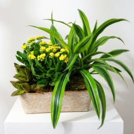 Potted plant arrangement with yellow flowers in a woven rectangular basket