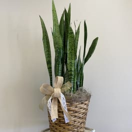 Potted snake plant in a woven basket with a burlap bow