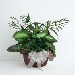 Potted green houseplant arrangement in a wicker basket with a white bow