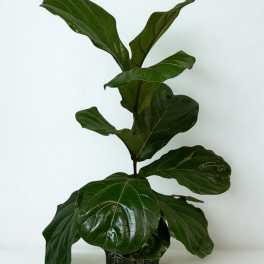 Potted fiddle leaf fig plant with large glossy green leaves