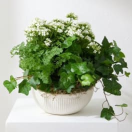 White flowering plant in a ribbed ceramic bowl with trailing ivy
