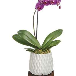 Purple orchid plant in a white textured pot on a wooden stand