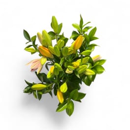 Bouquet of unopened lily buds with glossy green foliage
