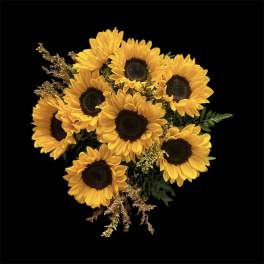 Bouquet of yellow sunflowers with dark centers on a black background