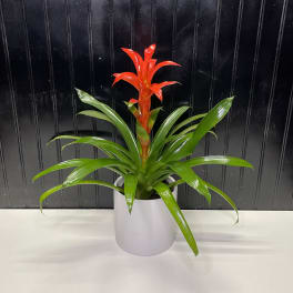 Potted bromeliad with bright red bloom and long green leaves