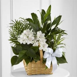 White orchid plant arrangement in a woven basket with a white ribbon