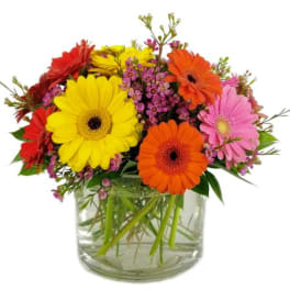 Bright mixed gerbera daisy arrangement in a clear glass cylinder vase