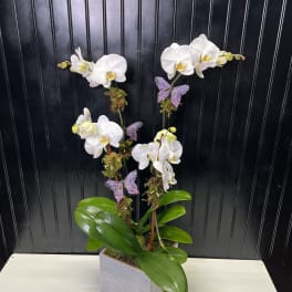 White orchids in a square gray planter with purple butterfly accents