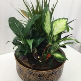 Tropical green plant arrangement in a decorative round pot