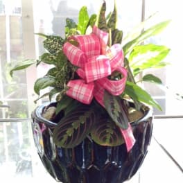 Potted houseplant arrangement with a pink plaid bow in a dark ceramic pot
