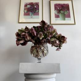 ''Helleborus'' lente roses