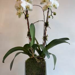 CASCADE WHITE ORCHID #2