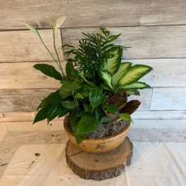 Mixed potted houseplant arrangement in a shallow ceramic bowl