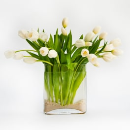 White Tulips
