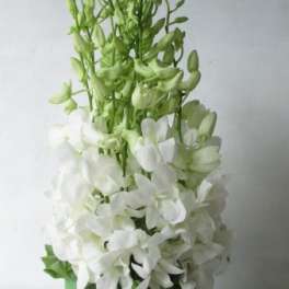 dendrobium orchids
