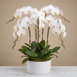 White orchid plant in a white pot