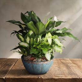 Potted green houseplant arrangement with white peace lily blooms in a blue ceramic bowl