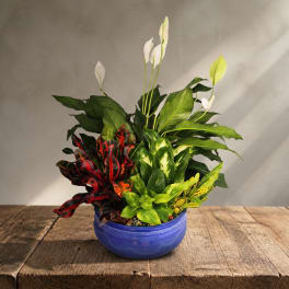Potted mixed houseplants with white peace lily blooms in a blue bowl