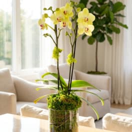 Yellow orchids in a glass vase with moss and stones