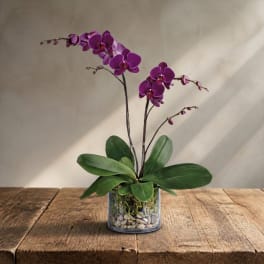 Purple orchid plant in a clear glass container with pebbles