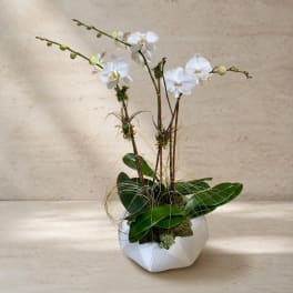 White orchids in a white geometric vase with broad green leaves