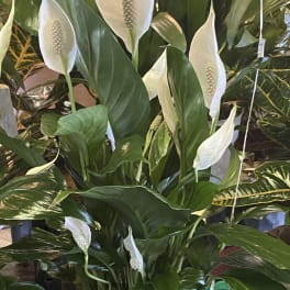 Potted peace lily plant with white blooms and glossy green leaves