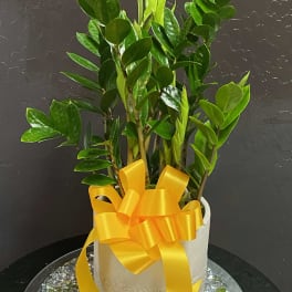 ZZ Plant (Zamioculcas zamiifolia)