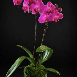 Pink orchid stems in a clear glass vase with moss