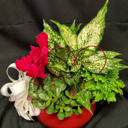 Valentine blooming planter in Red pot