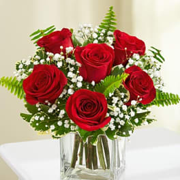 Love's Roses - SIX RED