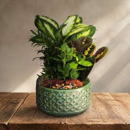 Potted arrangement of assorted green houseplants in a ceramic planter