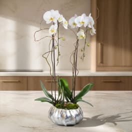 White orchids in a silver pot with moss and broad green leaves