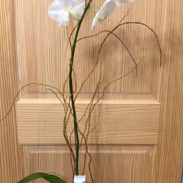Orchid Plant