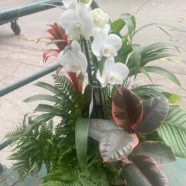 Mixed planter with white orchids, red tropical blooms, and assorted foliage plants