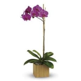 Potted purple orchid with a tall stem and broad leaves