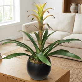 Potted bromeliad plant with yellow-green center in a black pot