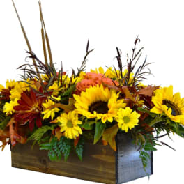 Harvest Blooms