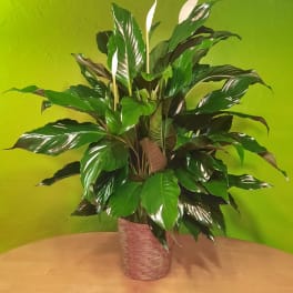 Potted peace lily plant in a woven basket on a table