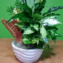 Potted tropical plant arrangement in a white ceramic bowl