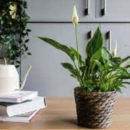Spathiphyllum Plant " Peace Lily" (BR)