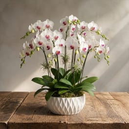White orchids arranged in a white ceramic pot