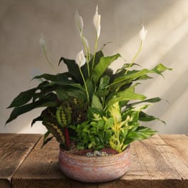 Potted arrangement of green houseplants with white peace lily blooms