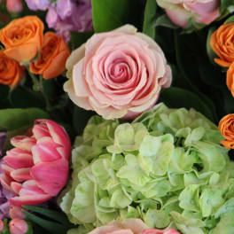 Mommy's Favorite Child