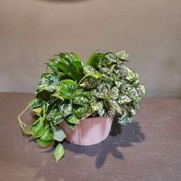 Potted plant arrangement with variegated green leaves in a pink container