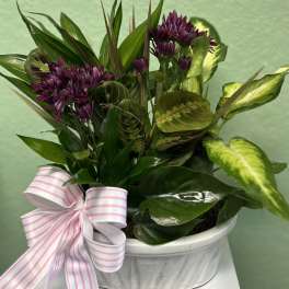 Potted plant arrangement with purple flowers and a pink striped bow