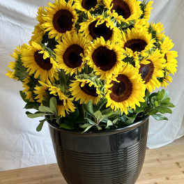 Sunflowers Galore